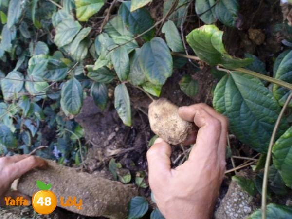 maqbara mamlokeya (3).jpg